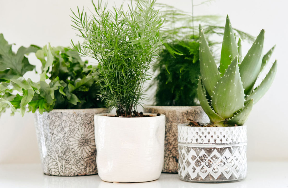 Perfect Purification Plants for Your Home | Lizi’s