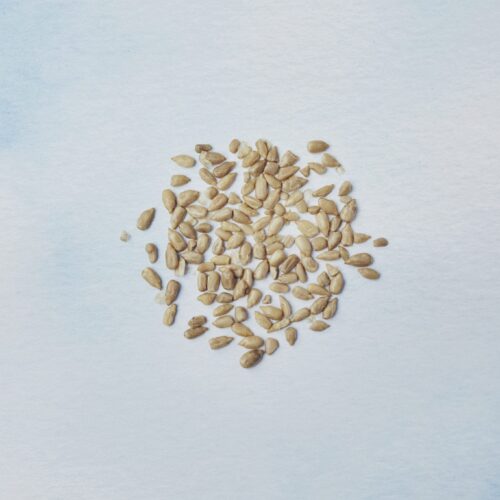 Sunflower seeds