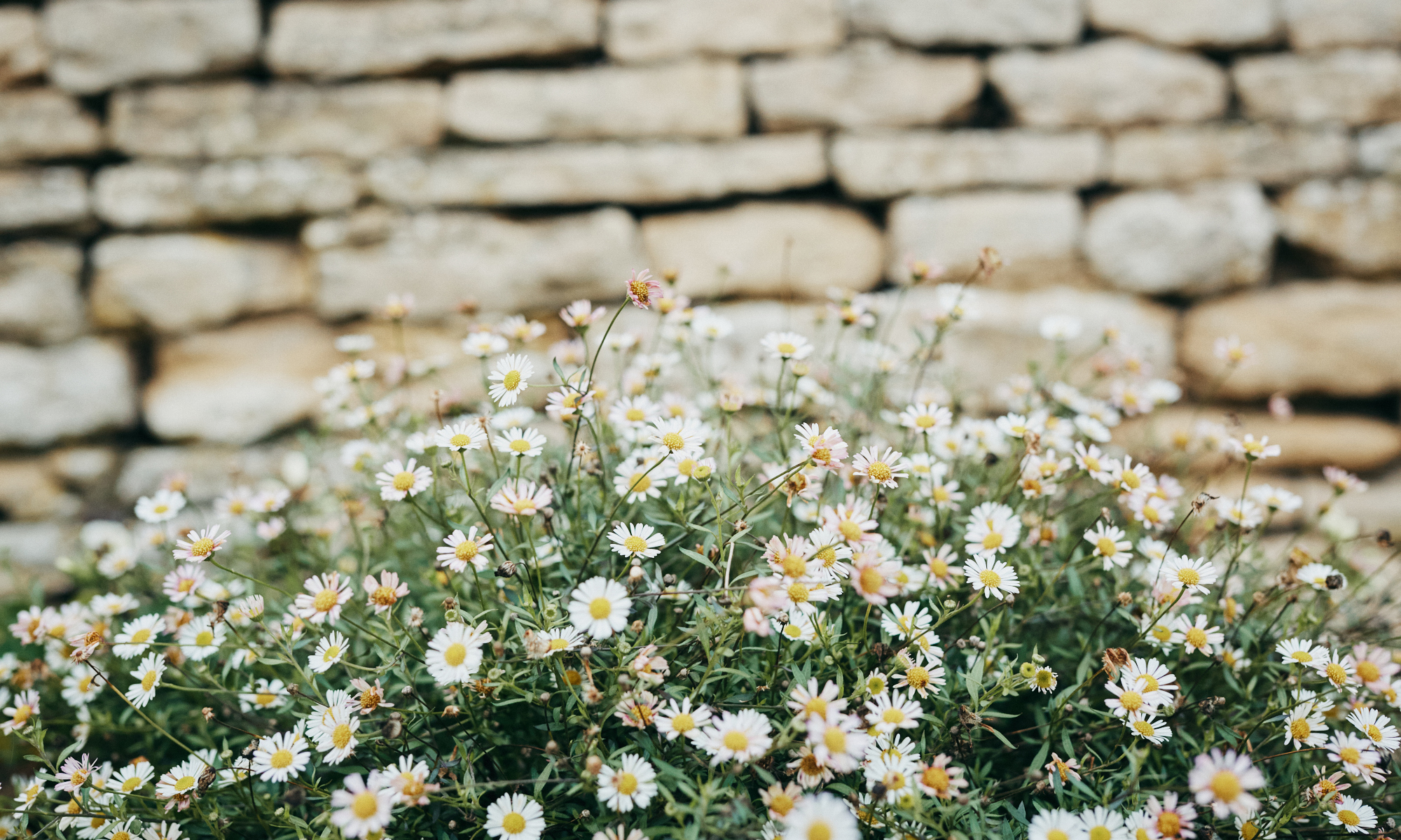 Make your garden a whole lot better this spring | Lizi’s
